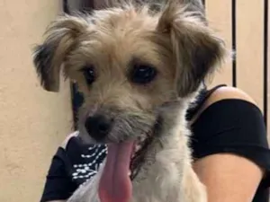Cachorro raça srd idade 7 a 11 meses nome Pitu