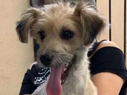 Cachorro ra a srd idade 7 a 11 meses nome Pitu