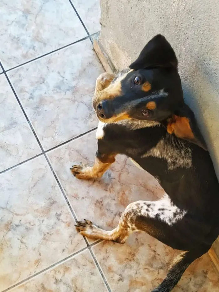 Cachorro ra a Beagle  idade 1 ano nome Tor