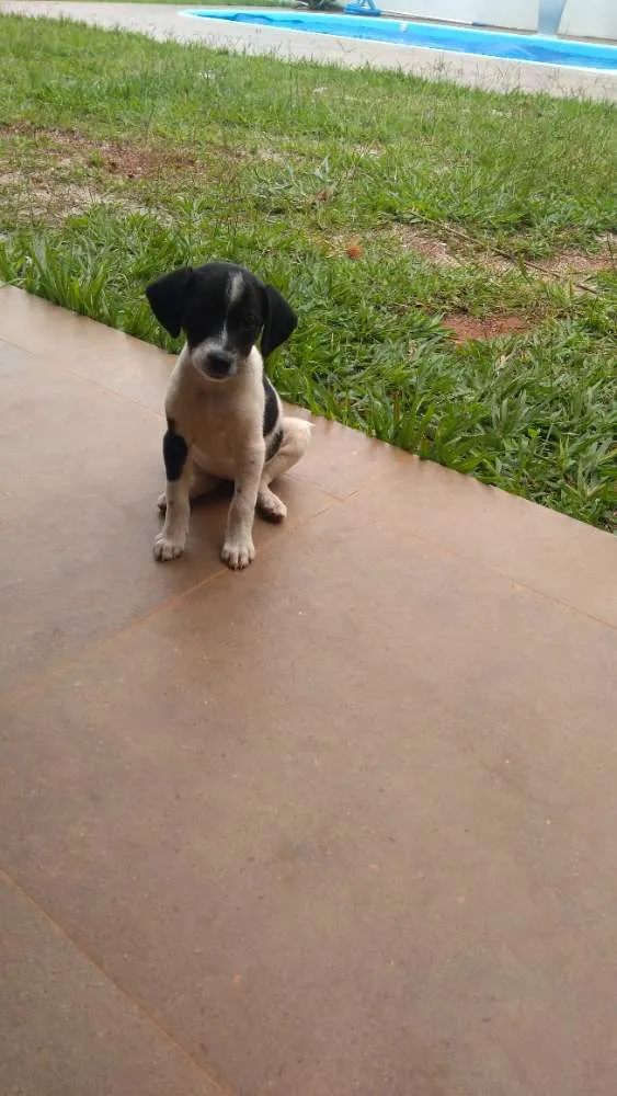 Cachorro ra a Idefenida idade Abaixo de 2 meses nome Mia