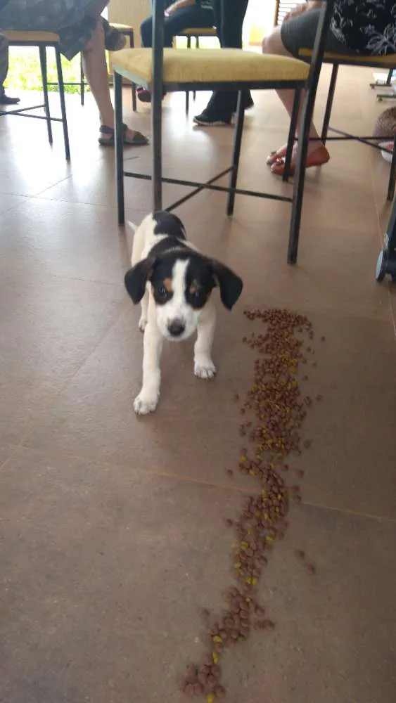 Cachorro ra a Idefenida idade Abaixo de 2 meses nome Mia
