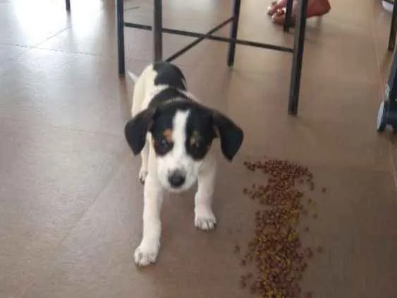 Cachorro ra a Idefenida idade Abaixo de 2 meses nome Mia