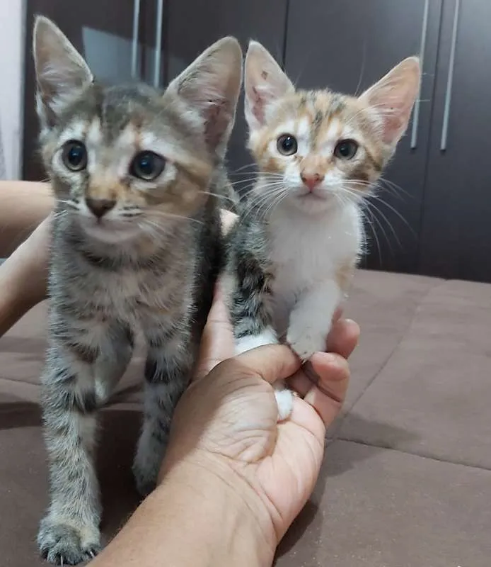 Gato ra a Sem raça idade 2 a 6 meses nome Gatinho