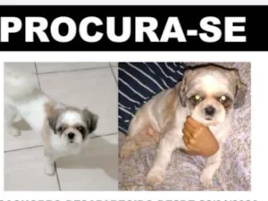 Cachorro raça Shitzu idade 5 anos nome Teddy