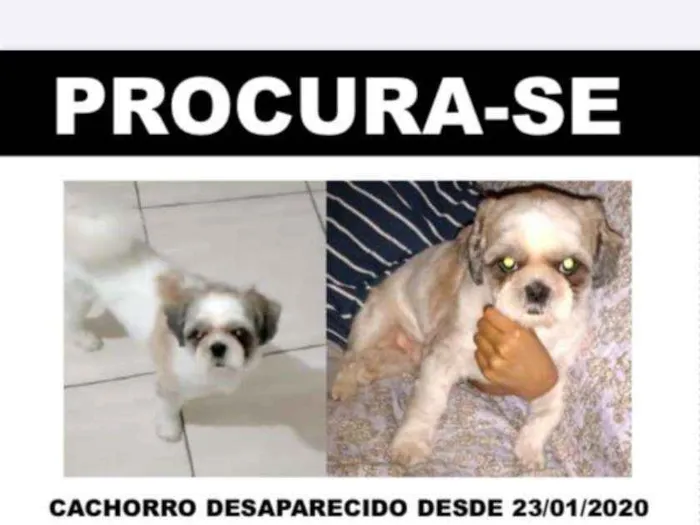 Cachorro ra a Shitzu idade 5 anos nome Teddy