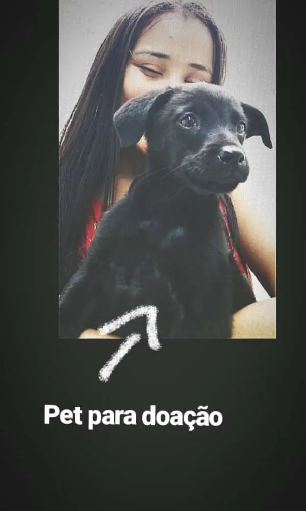 Cachorro ra a SRD idade 2 a 6 meses nome Lily