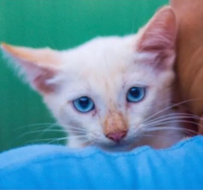 Gato ra a SRD idade 2 a 6 meses nome Bela 