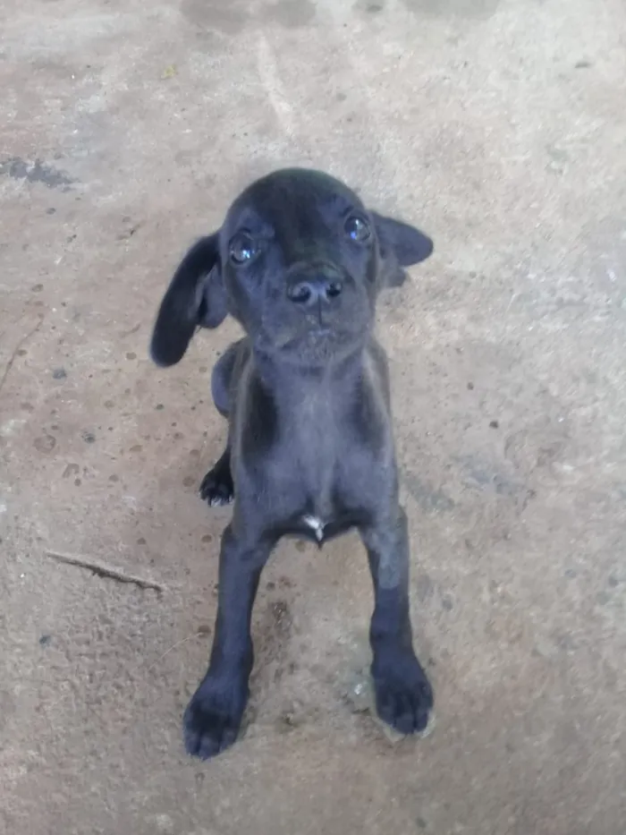 Cachorro ra a Indefinida idade 2 a 6 meses nome Não tem