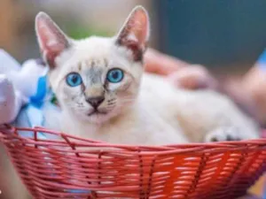 Gato raça SRD idade 2 a 6 meses nome Guga 
