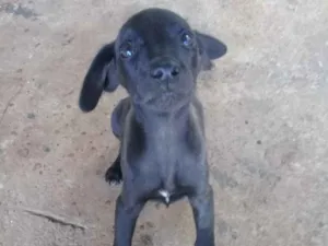 Cachorro raça Indefinida idade 2 a 6 meses nome Não tem
