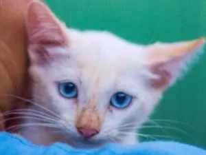 Gato raça SRD idade 2 a 6 meses nome Bela 