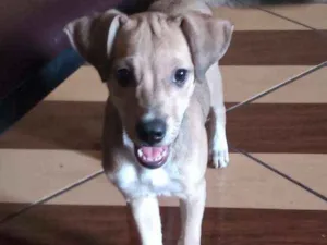 Cachorro raça srd idade 2 a 6 meses nome Filhote 
