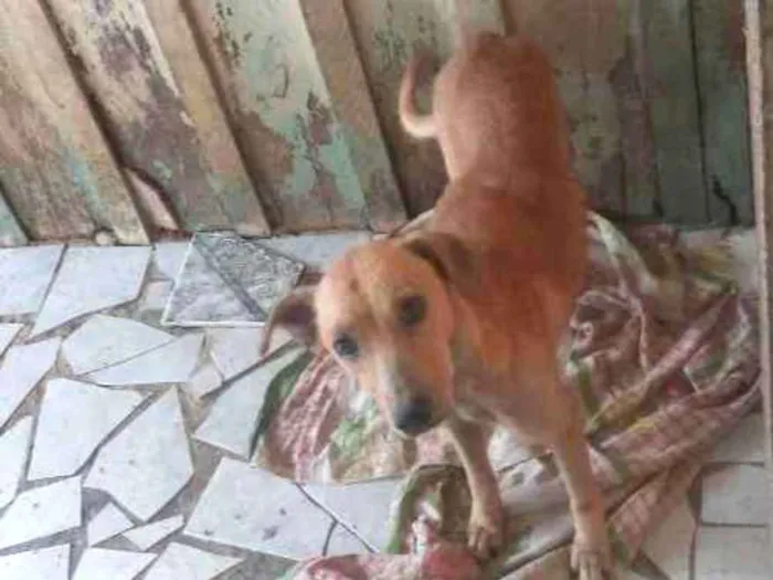 Cachorro ra a Vira lata  idade 6 ou mais anos nome Lili 