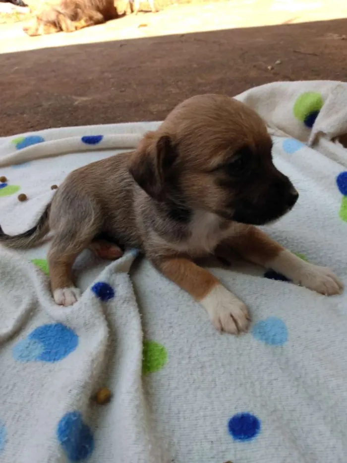 Cachorro ra a Vira lata idade Abaixo de 2 meses nome Eles não tem nome