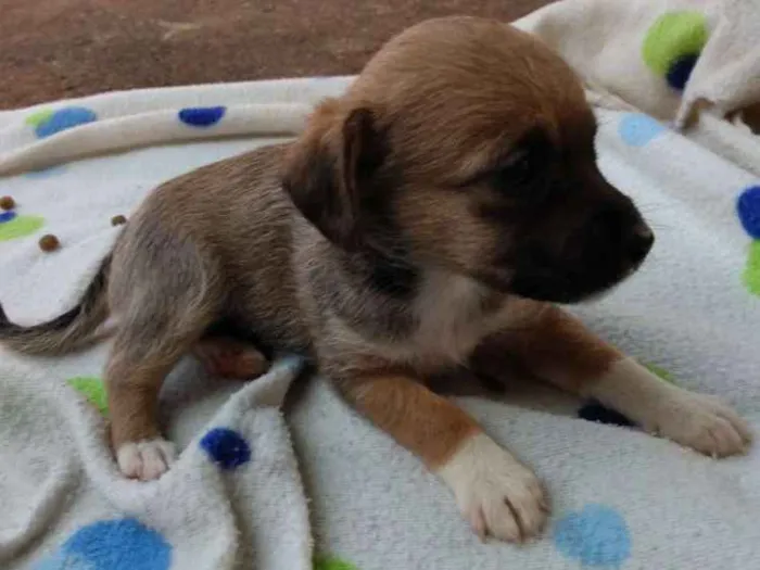 Cachorro ra a Vira lata idade Abaixo de 2 meses nome Eles não tem nome
