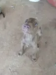 Não tem