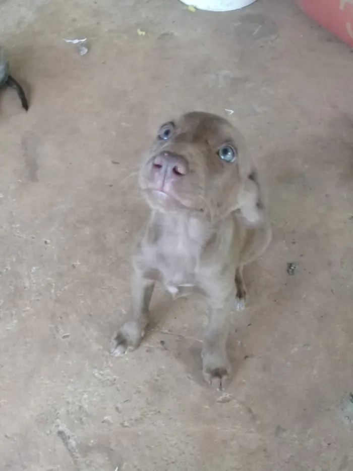 Cachorro ra a Indefinida idade 2 a 6 meses nome Não tem