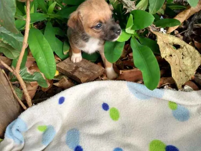 Cachorro ra a Vira lata idade Abaixo de 2 meses nome Eles não tem nome
