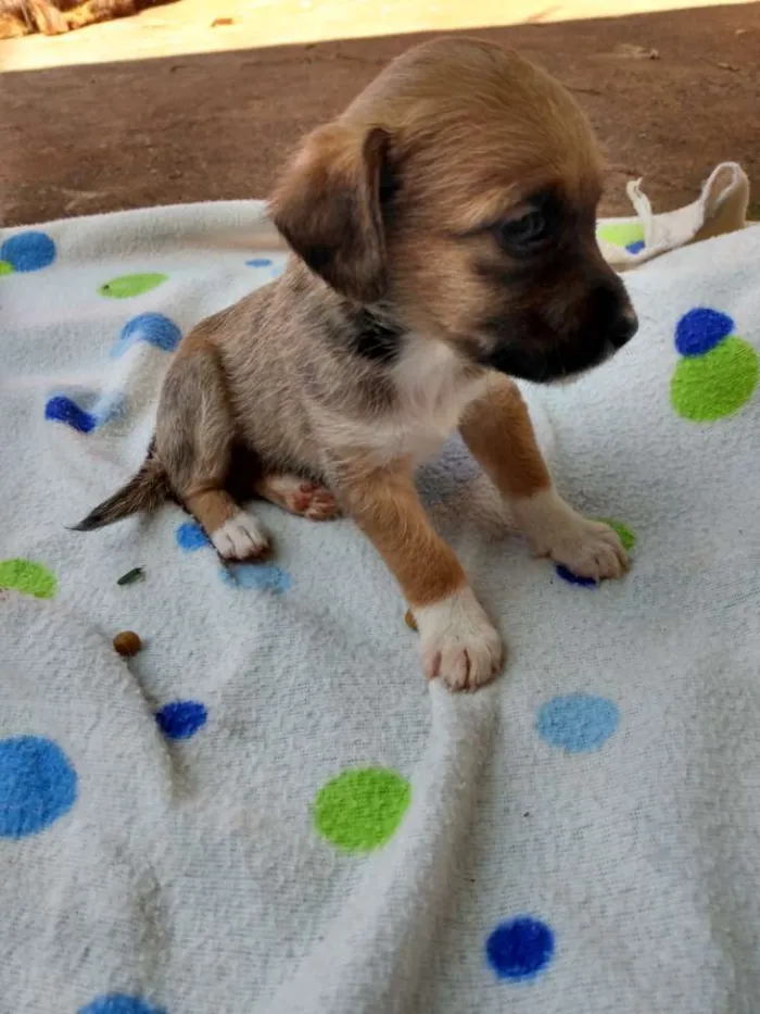 Cachorro ra a Vira lata idade Abaixo de 2 meses nome Eles não tem nome