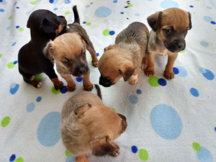 Cachorro ra a Vira lata idade Abaixo de 2 meses nome Eles não tem nome