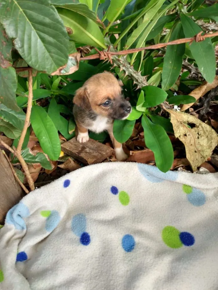 Cachorro ra a Vira lata idade Abaixo de 2 meses nome Eles não tem nome