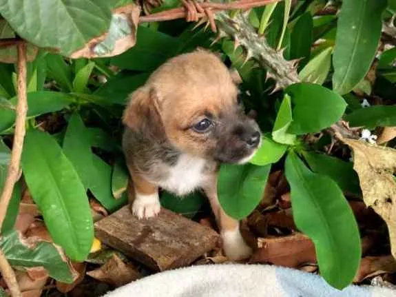 Cachorro ra a Vira lata idade Abaixo de 2 meses nome Eles não tem nome