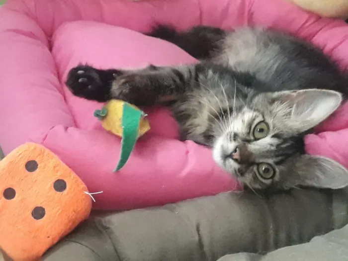 Gato ra a SRD idade 2 a 6 meses nome ISA