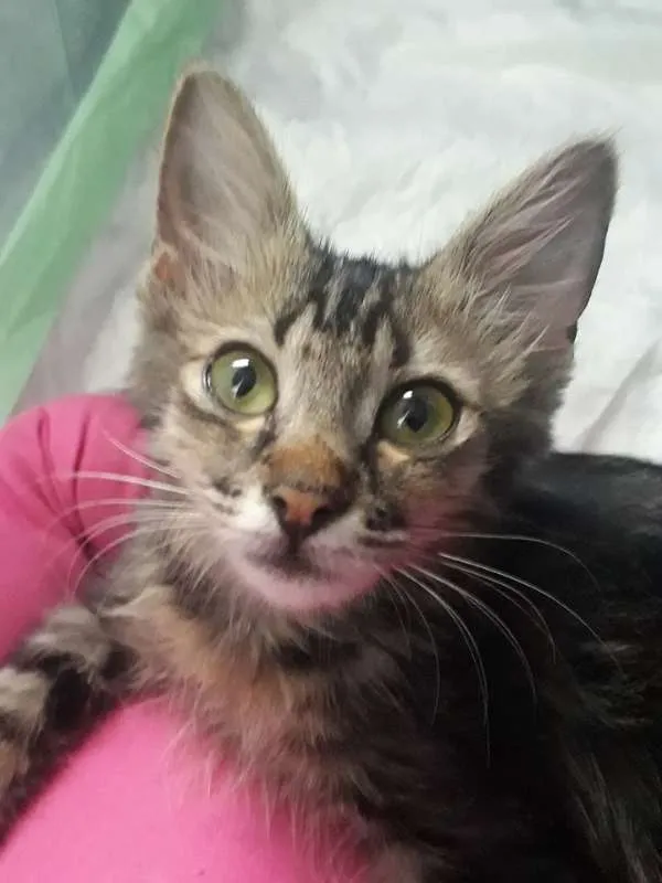 Gato ra a SRD idade 2 a 6 meses nome ISA