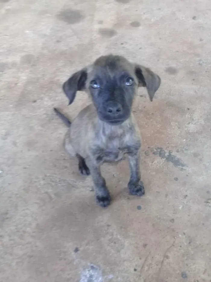 Cachorro ra a Indefinida idade 2 a 6 meses nome Não tem