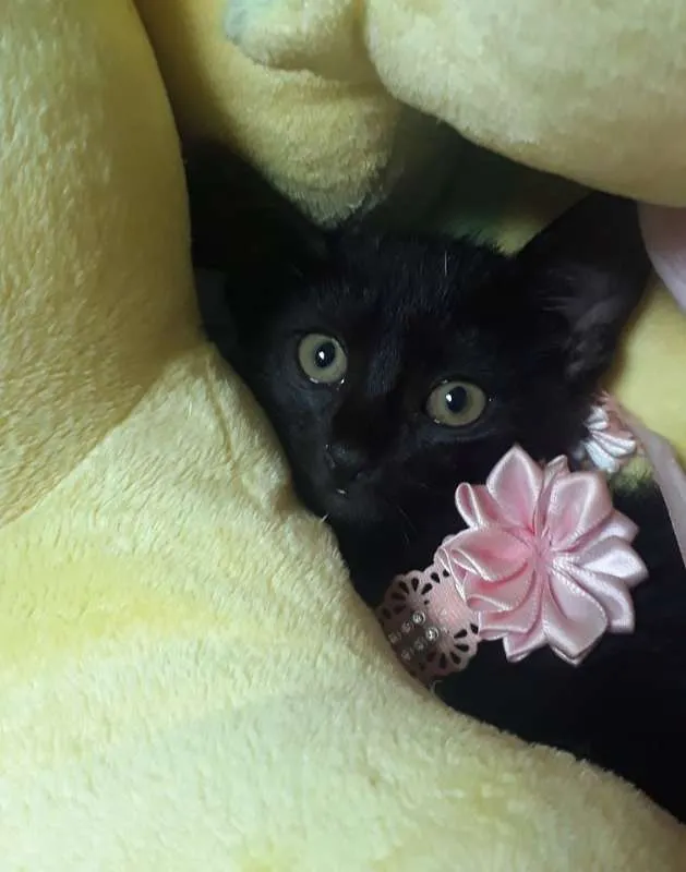 Gato ra a SRD idade Abaixo de 2 meses nome Miá
