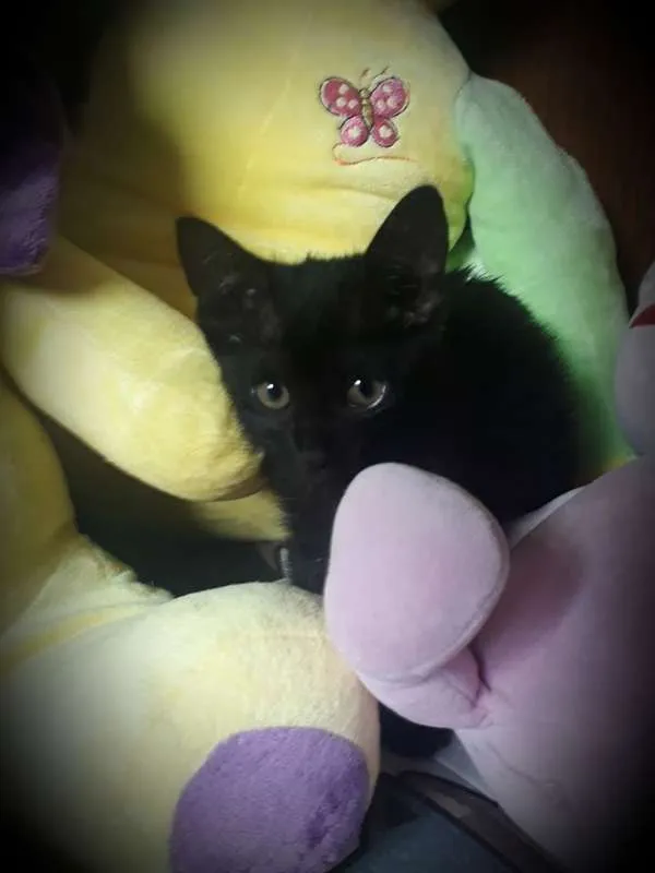 Gato ra a SRD idade Abaixo de 2 meses nome Miá