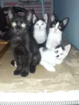 Gato