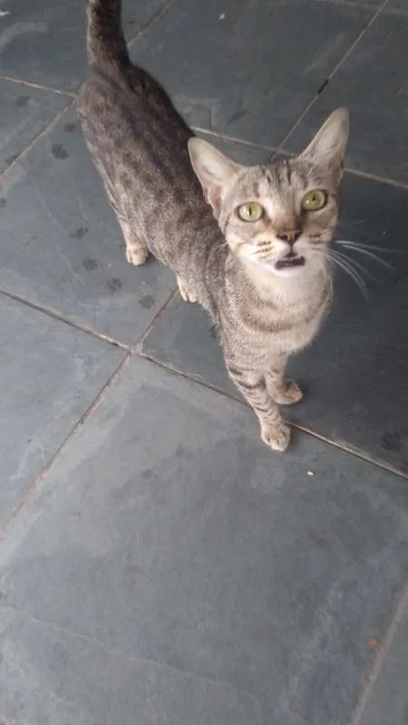 Gato ra a  idade 2 anos nome Sem Nome