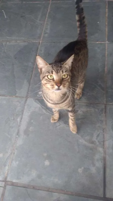 Gato ra a  idade 1 ano nome Drogon