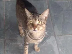 Gato raça  idade 1 ano nome Drogon