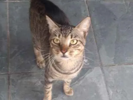 Gato ra a  idade 1 ano nome Drogon