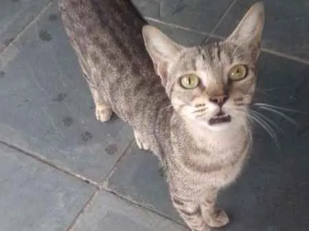 Gato ra a  idade 2 anos nome Sem Nome