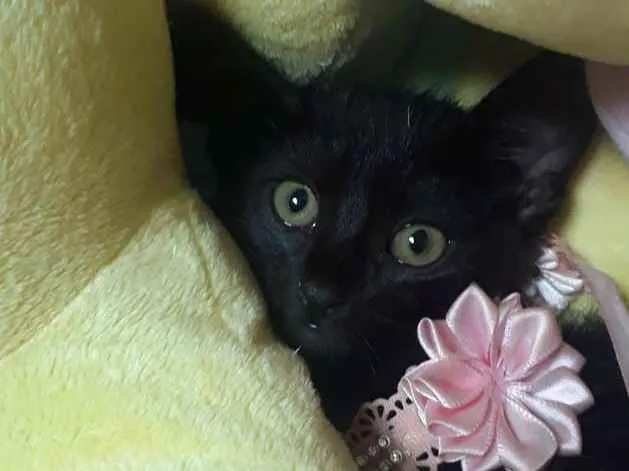 Gato ra a SRD idade Abaixo de 2 meses nome Miá
