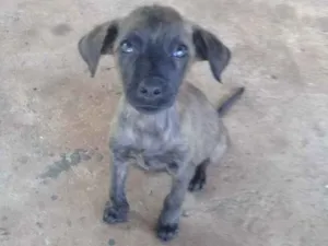 Cachorro raça Indefinida idade 2 a 6 meses nome Não tem