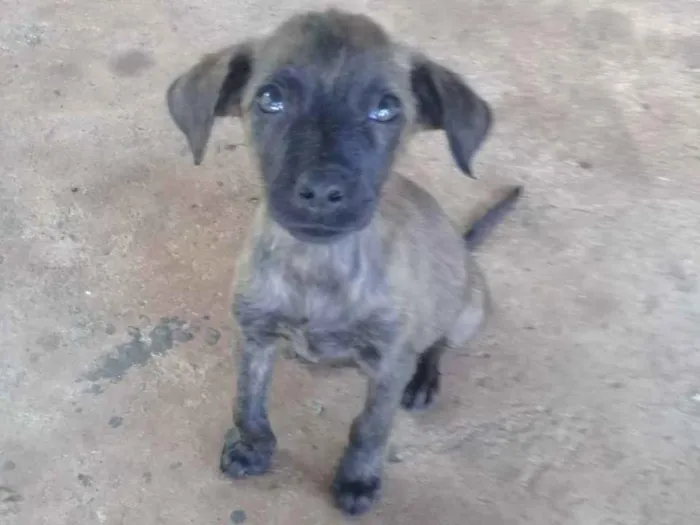 Cachorro ra a Indefinida idade 2 a 6 meses nome Não tem