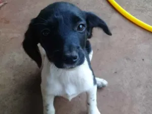 Cachorro raça Indefinida idade 2 a 6 meses nome Não tem