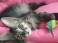 ISA