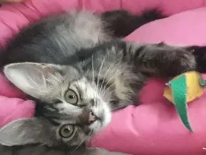 Gato raça SRD idade 2 a 6 meses nome ISA