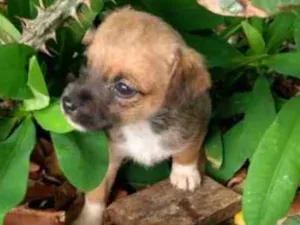 Cachorro raça Vira lata idade Abaixo de 2 meses nome Eles não tem nome