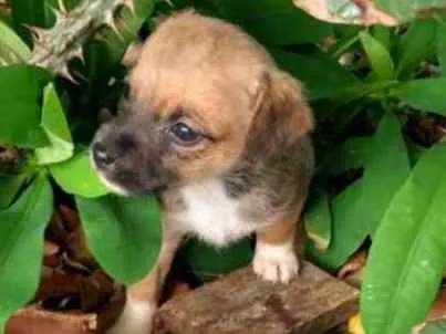 Cachorro ra a Vira lata idade Abaixo de 2 meses nome Eles não tem nome