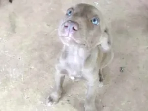 Cachorro raça Indefinida idade 2 a 6 meses nome Não tem