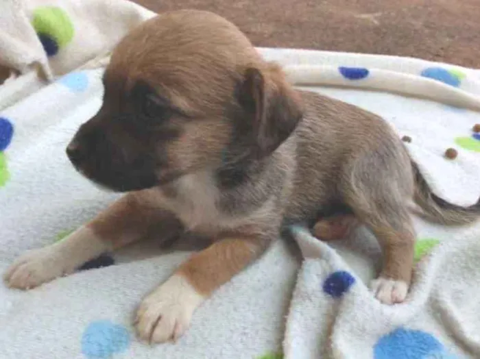 Cachorro ra a Vira lata idade Abaixo de 2 meses nome Eles não tem nome