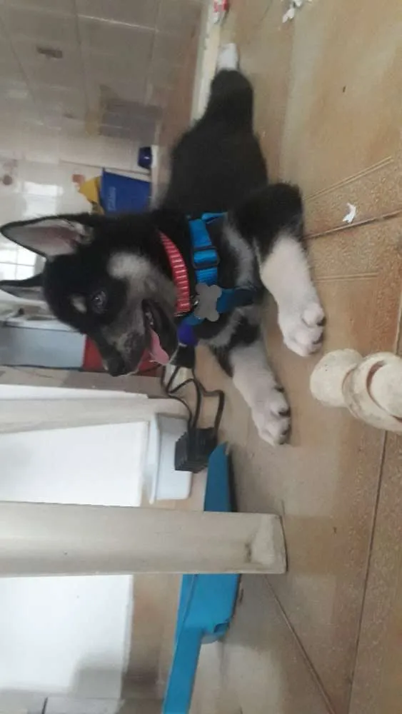 Cachorro raça Srd idade 2 a 6 meses nome Pipoca