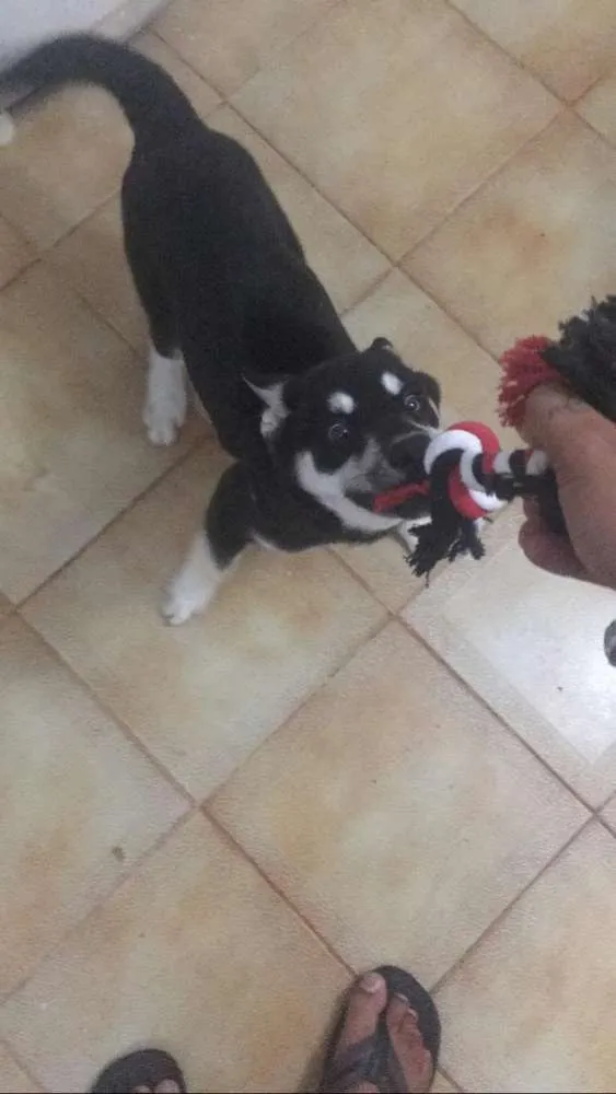Cachorro raça Srd idade 2 a 6 meses nome Pipoca
