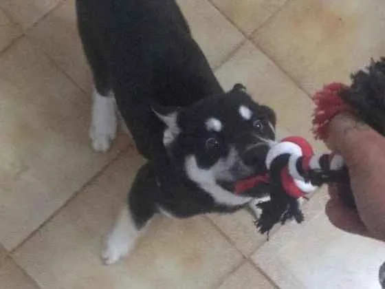 Cachorro raça Srd idade 2 a 6 meses nome Pipoca